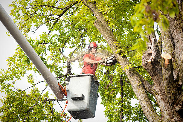 Best Affordable Tree Service  in New Castle, DE